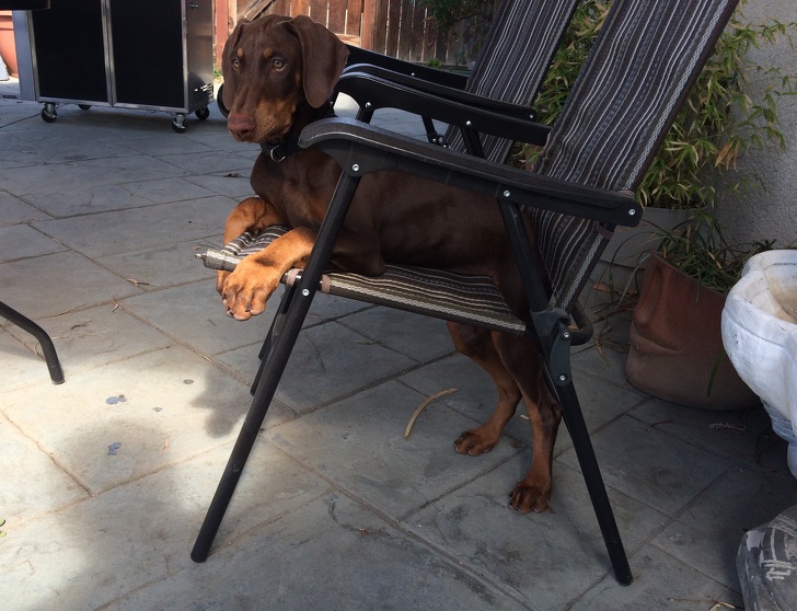 20張狗狗搞笑圖片，趕快給勞資刪了，我不要面子的啊