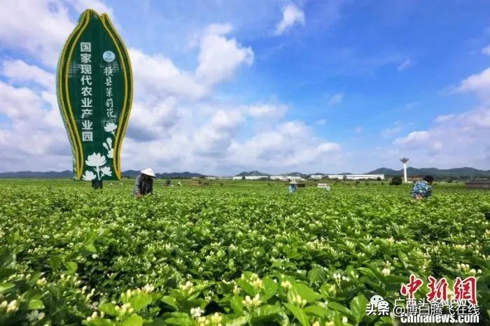 最新全国“百强县”出炉，博白排名是......