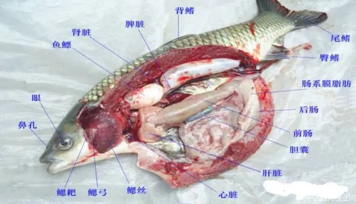 草鱼内部解剖图图片
