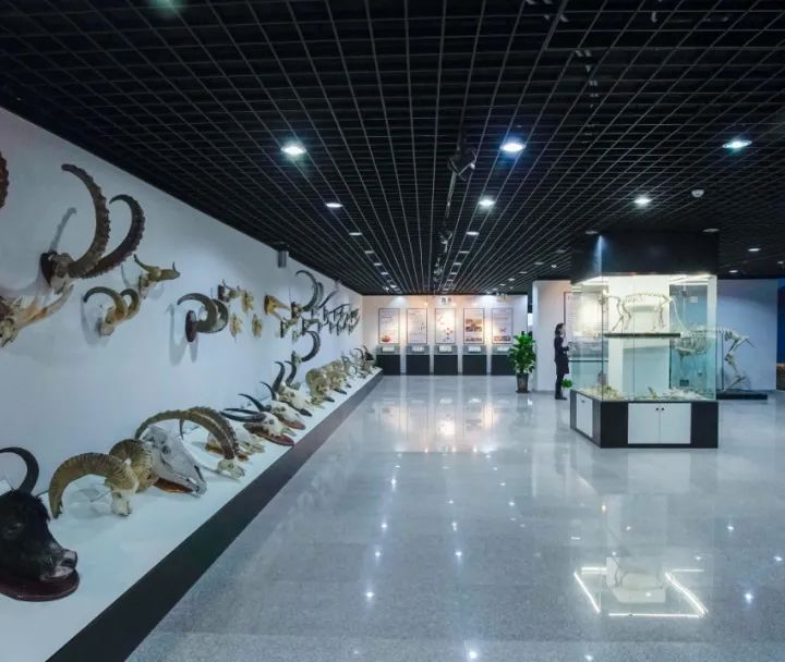 打卡新疆自然博物馆