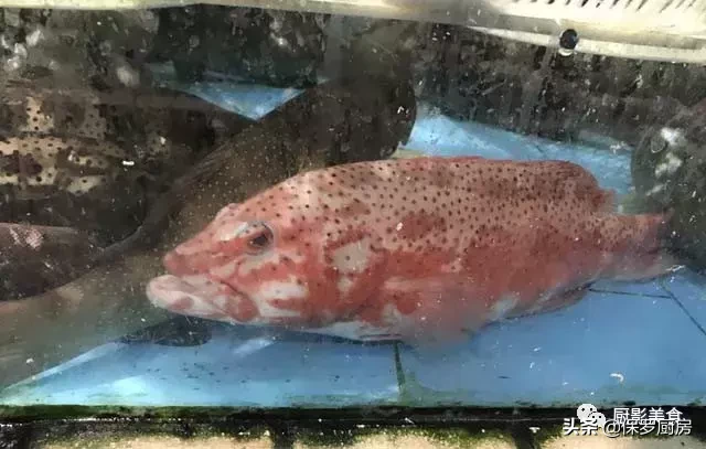 史上最全的顶级“海鱼”海鲜大全,全吃过的你人生就到达了巅峰!