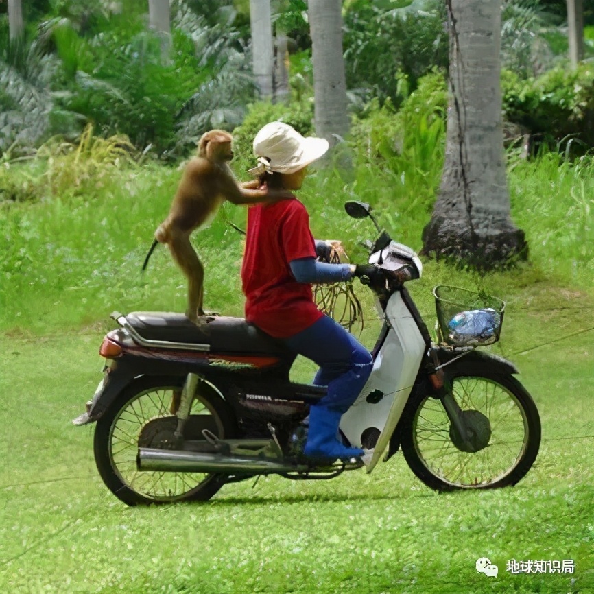 泰國猴子，有苦說不出 | 地球知識局