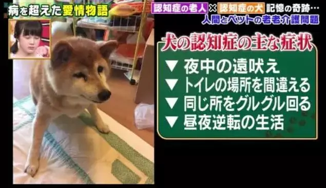 日本81岁奶奶和柴犬同患老年痴呆，分开2年后感人一幕发生了