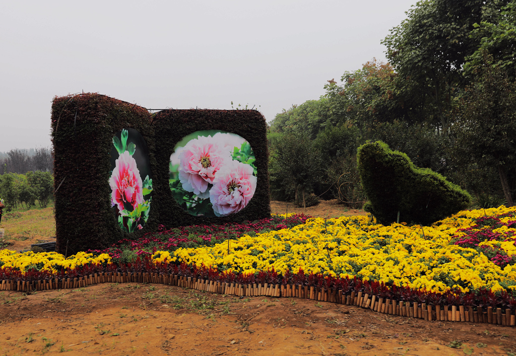 走进洛阳天囿牡丹园网红花海欢乐节