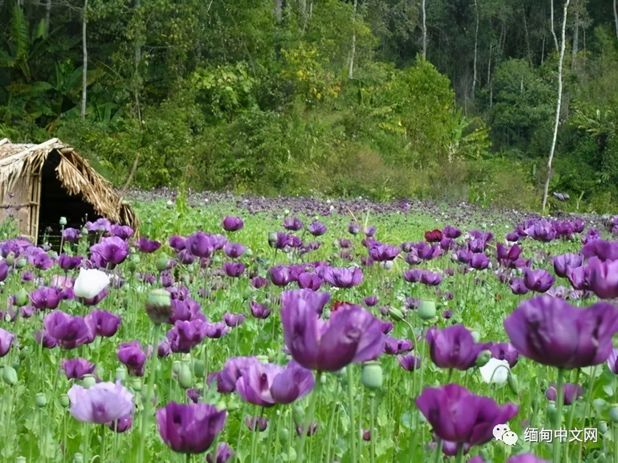 缅甸深山中，成千上万株罂粟正在结果，警察进山了