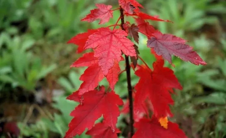 日本紅楓、美國紅楓、中國紅楓這樣區(qū)分，不再臉盲