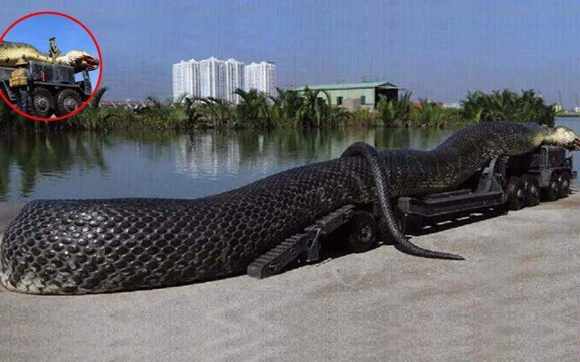 迄今为止已知的最大的蛇是泰坦巨蟒，它是最危险的物种吗？