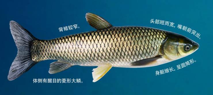 鲤科鱼类“六大鱼类”的生物学特征和辨析：草鲢鳙青和鲤鱼、鲫鱼