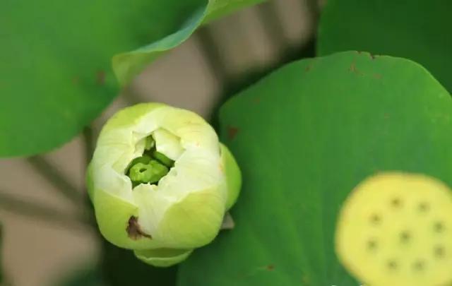 芙蕖在花中叫什么，被称为什麼