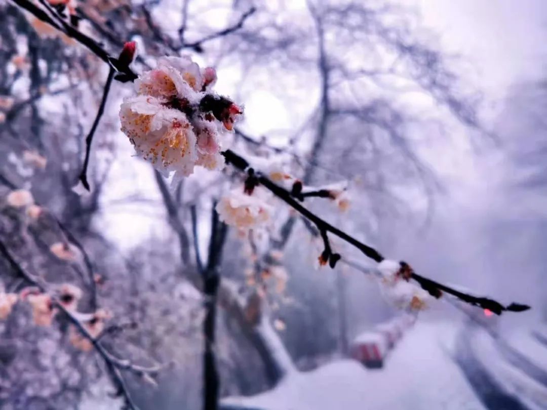 雞公山｜恰逢牛年初雪，櫻雪冰花奇觀助陣雞公山浪漫櫻花旅游節(jié)