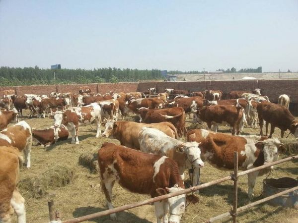 没有种养配套土地也无法通过环评，想养牛如何