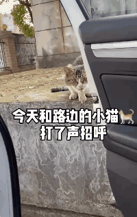 猫咪主动跳上车，能有啥坏心思？只不过想来一场说走就走的旅行