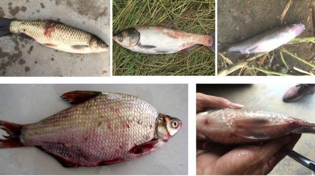 高温季节，鱼得了细菌性败血症大面积死亡怎么防治