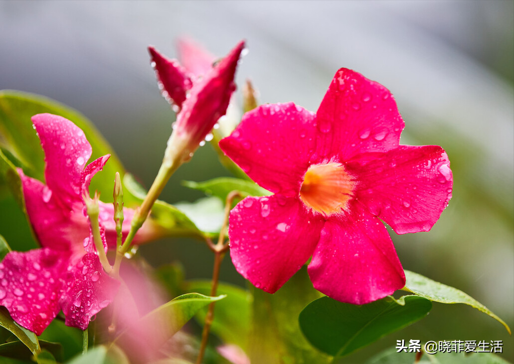 夏天4種花 不怕熱 不怕曬 不怕淋雨 開花驚艷花期長 資訊咖