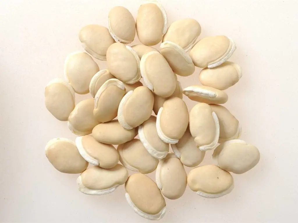 消暑化湿还健脾,这颗豆豆有奇功