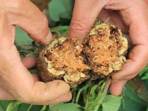 Trong vụ trồng khoai lang, bạn chỉ cần 3 mẹo nhỏ là khoai lang sẽ đạt chất lượng cao, năng suất cao và màu da đẹp, đáng thu