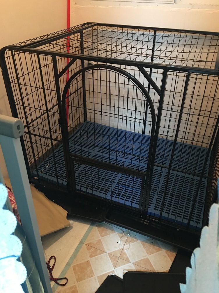 你准备好养宠物了吗，近4年养宠经验带你入门成为合格主人