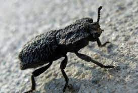 跟瓢蟲同樣材料的外殼，卻連釘子都敲不穿，這種鐵甲蟲你見過嗎？