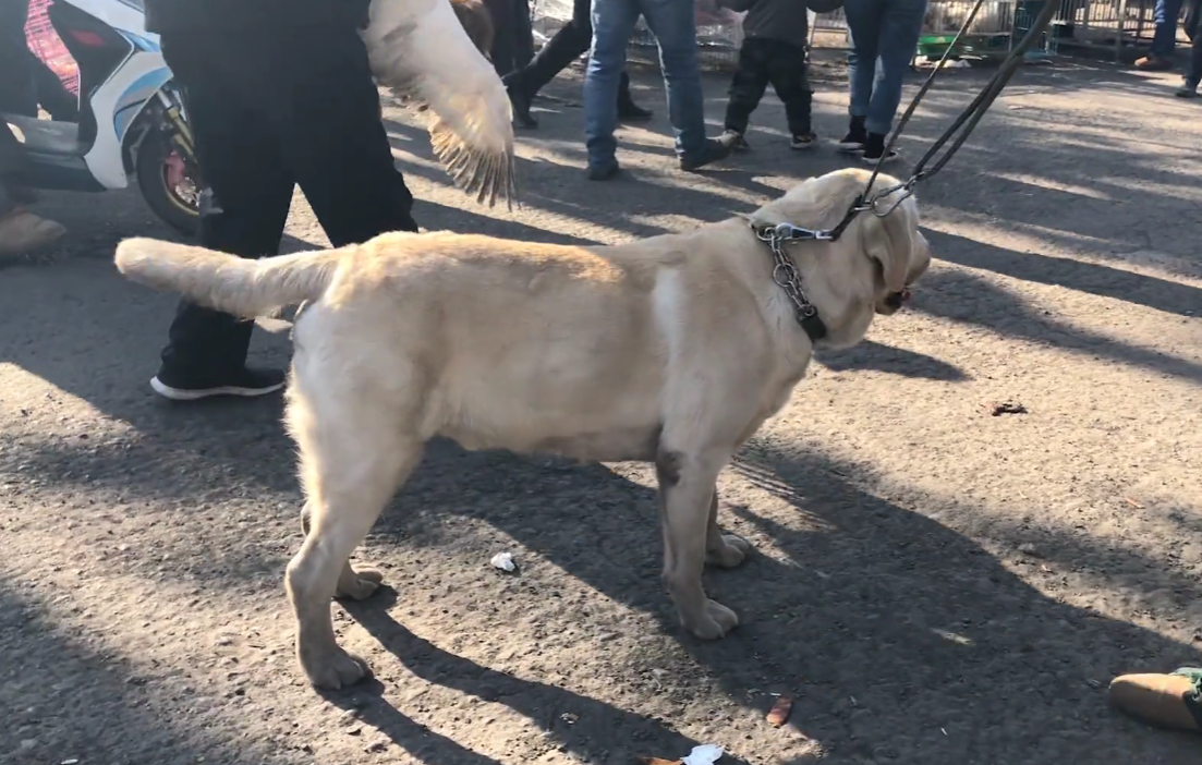 河南 雙血統拉布拉多賣白菜價卻無人問 大哥只好1000送上狗肉車 友寵 Mdeditor