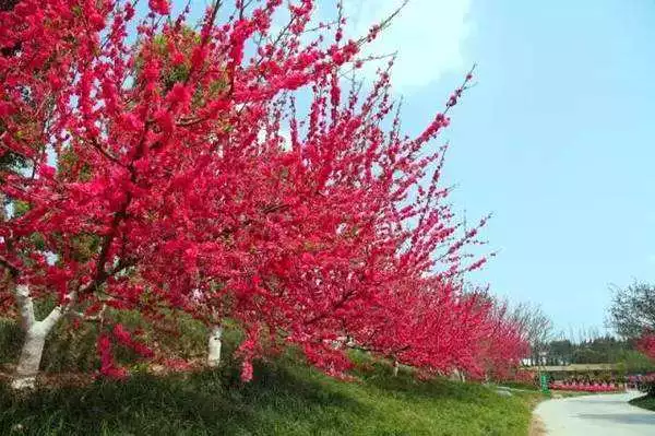描写梅花的短句都有哪些（感叹梅花之美的9首名诗） 第11张