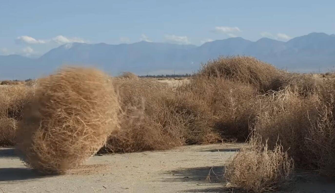 风滚草在美国泛滥成灾，入侵多条公路，为什么在我国却很难长大？