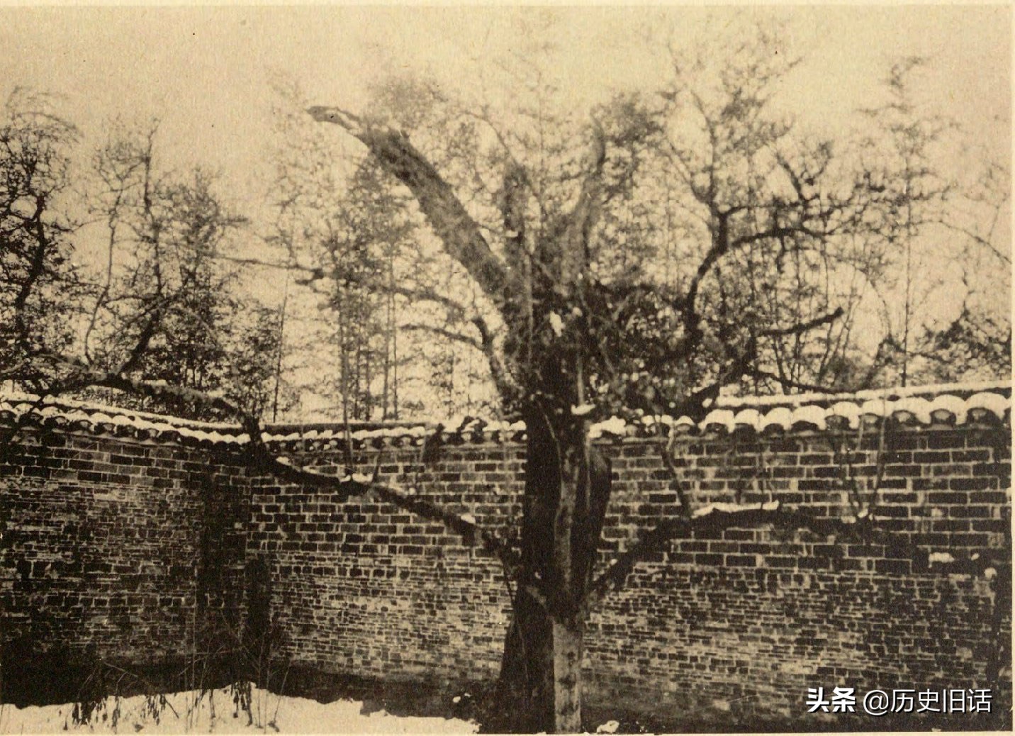 1906年茅山道观老照片，元符万宁宫与乾元观内陶弘景种植的木莲