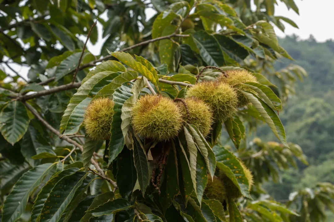 板栗全身都是宝，这样吃美味又健康