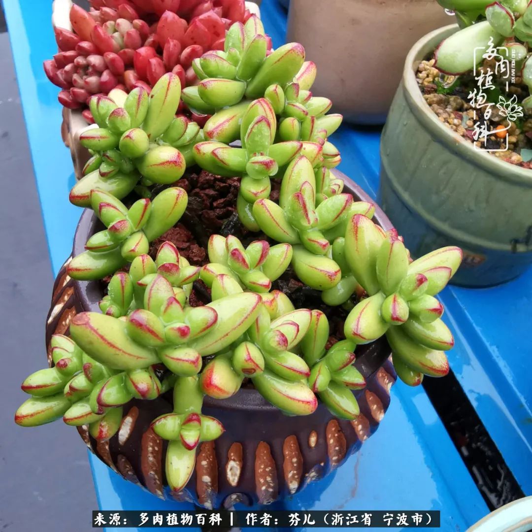 春涌江南庭中绿 风梳多肉一轮苏 多肉植物百科 Mdeditor