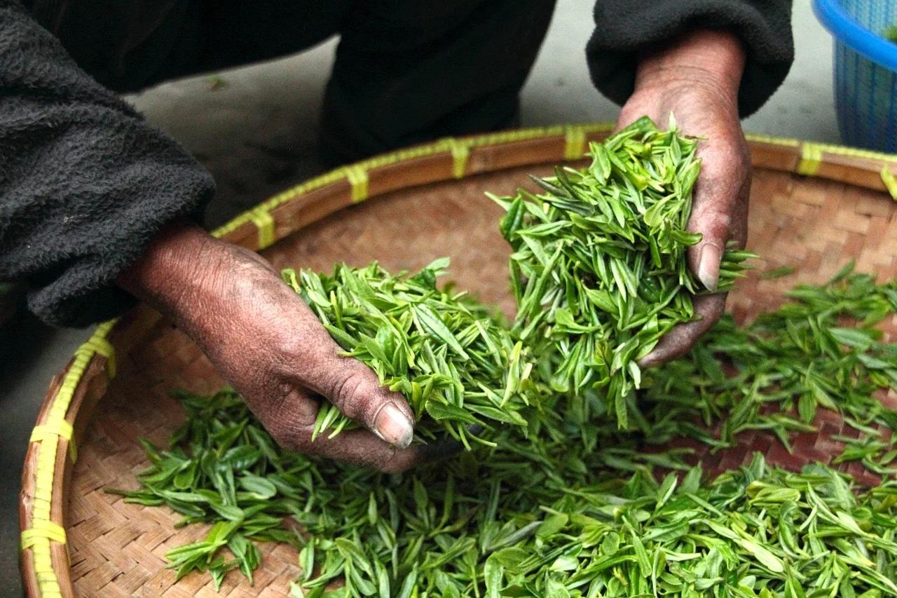 一饼茶一辆宝马，茶企扎堆上市，炒上天的乱象背后问题到底在哪？