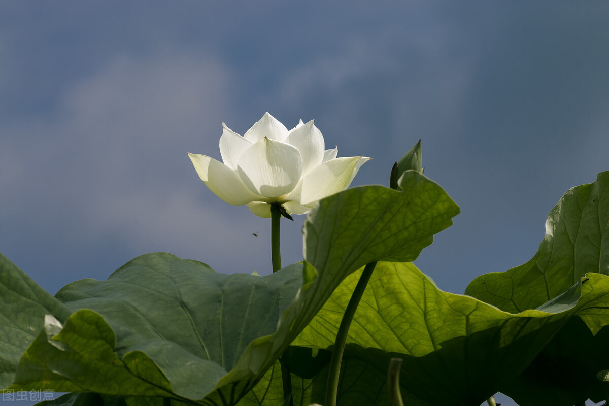 老中医提醒：夏至到来！这样吃！女性皮肤好有气色-第1张图片-农百科