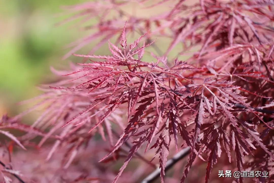 庭院種楓樹 做好這些 楓樹健壯 色彩美麗 道通農業 Mdeditor