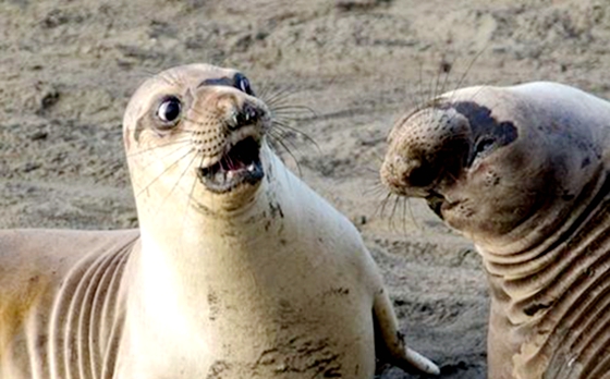 动物世界的幽默，15个动物笑话小故事，让人发笑又令人沉思-第1张图片-大千世界