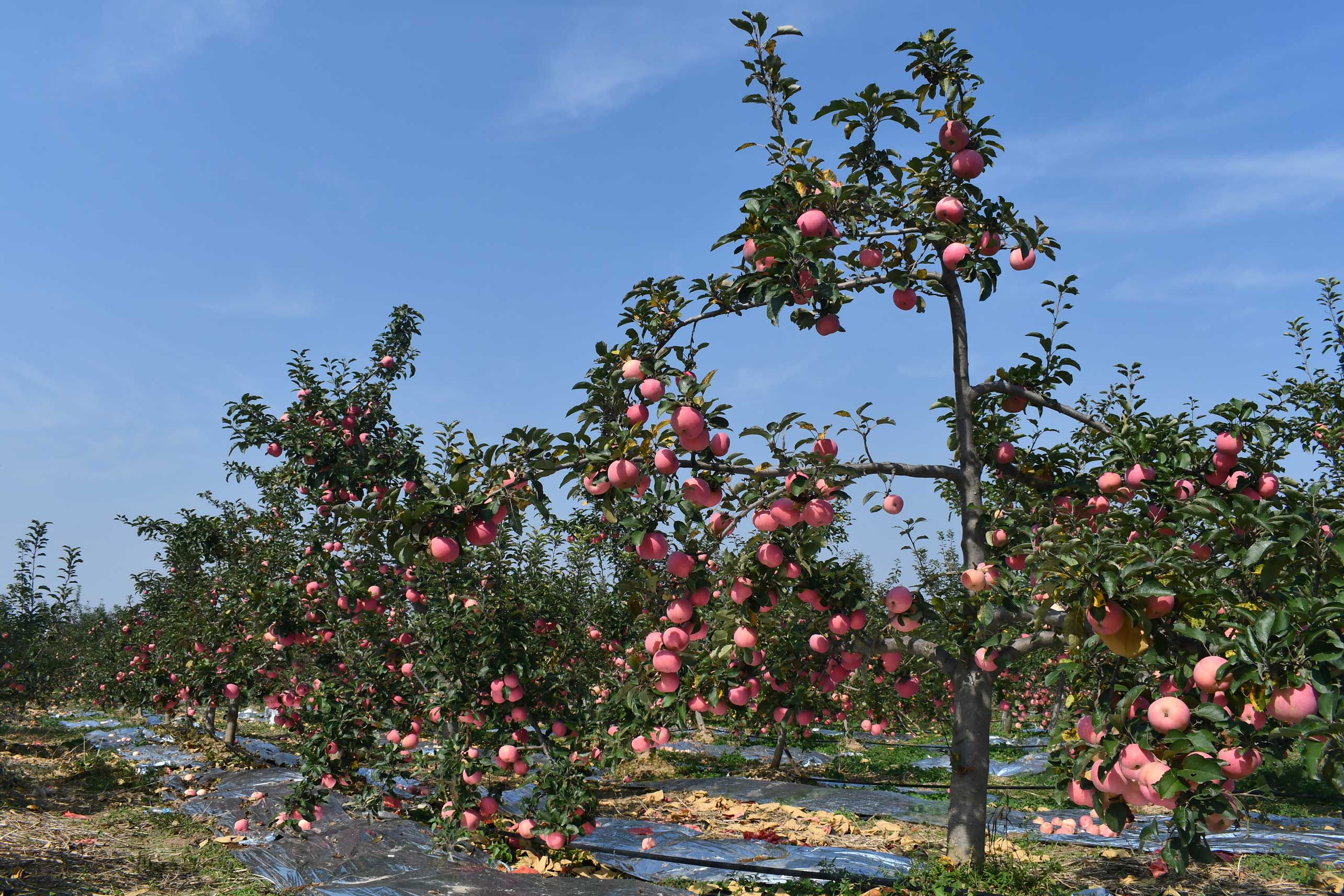 工商银行渭南分行积极提供普惠贷款助推当地苹果产业发展