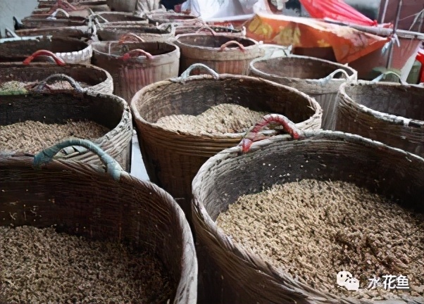 麥芽魚：用發(fā)芽麥子飼料喂出高品質(zhì)草魚