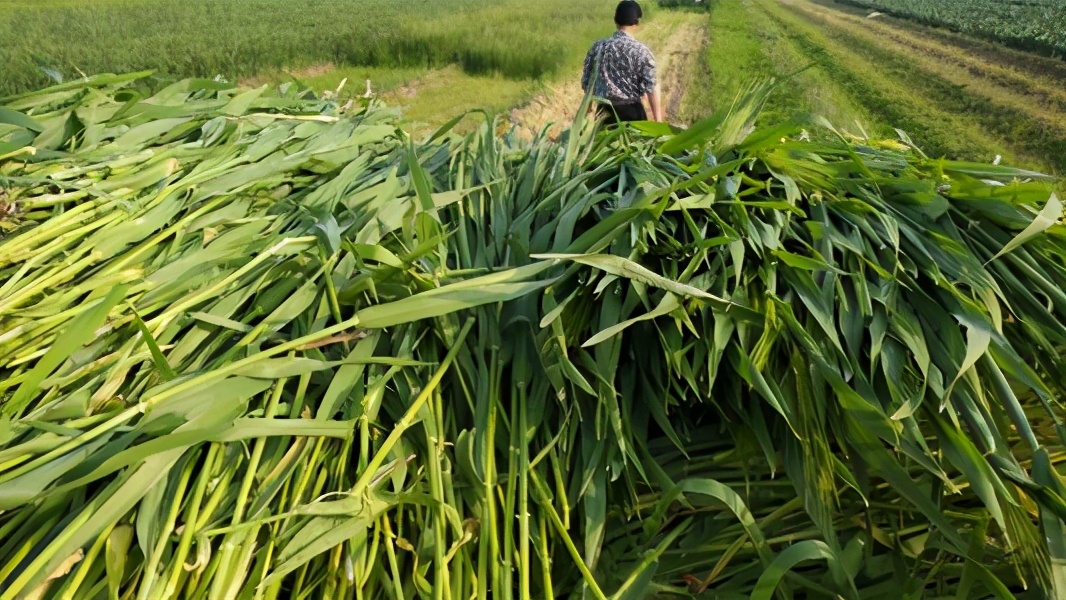 好消息，尿素價(jià)格出現(xiàn)下跌苗頭