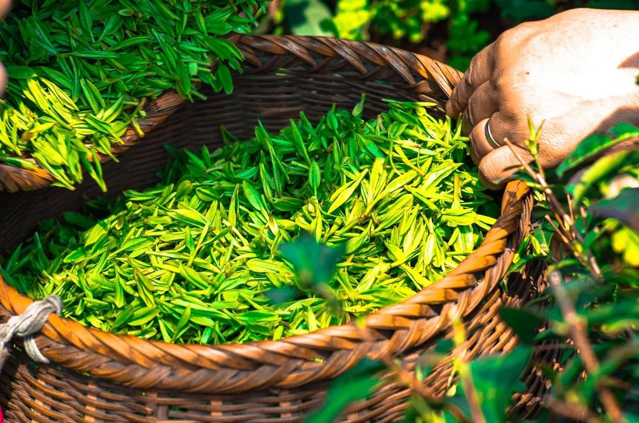 一饼茶一辆宝马，茶企扎堆上市，炒上天的乱象背后问题到底在哪？