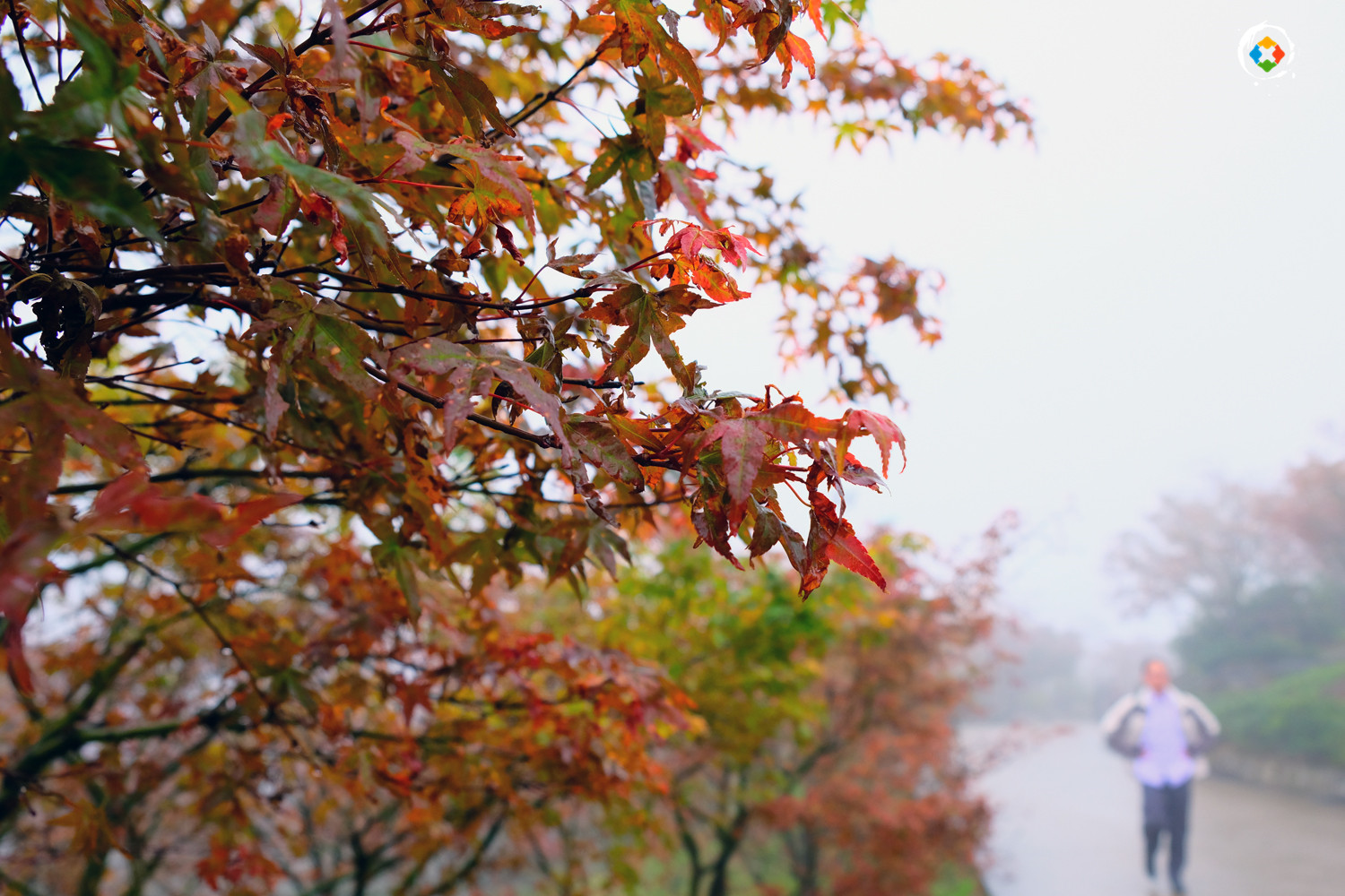 景区因造假被罚款5万元，重庆的“照骗”景点，你都去过哪些？