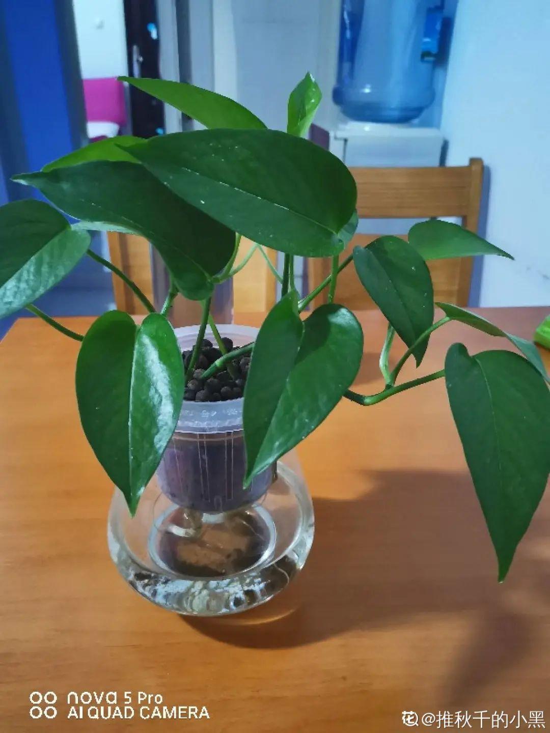 純水養花長不大，加點泥巴土，長滿新葉子
