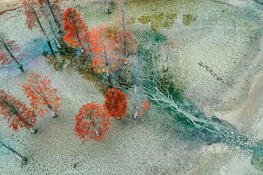 金秋皖南摄影线处处是美景,看那绝美红杉林,色彩斑斓美如油画