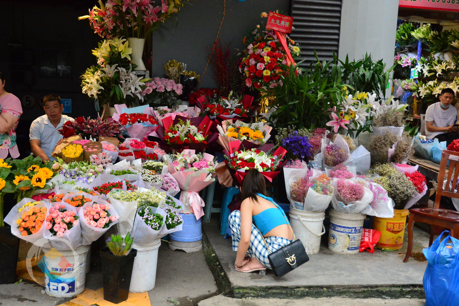 重庆杨家坪花鸟城避坑指南：鲜切花绝不能买，小型动植物品相最好