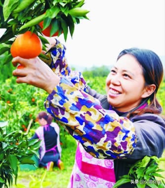 四川仪陇：做强农业园区引领乡村振兴