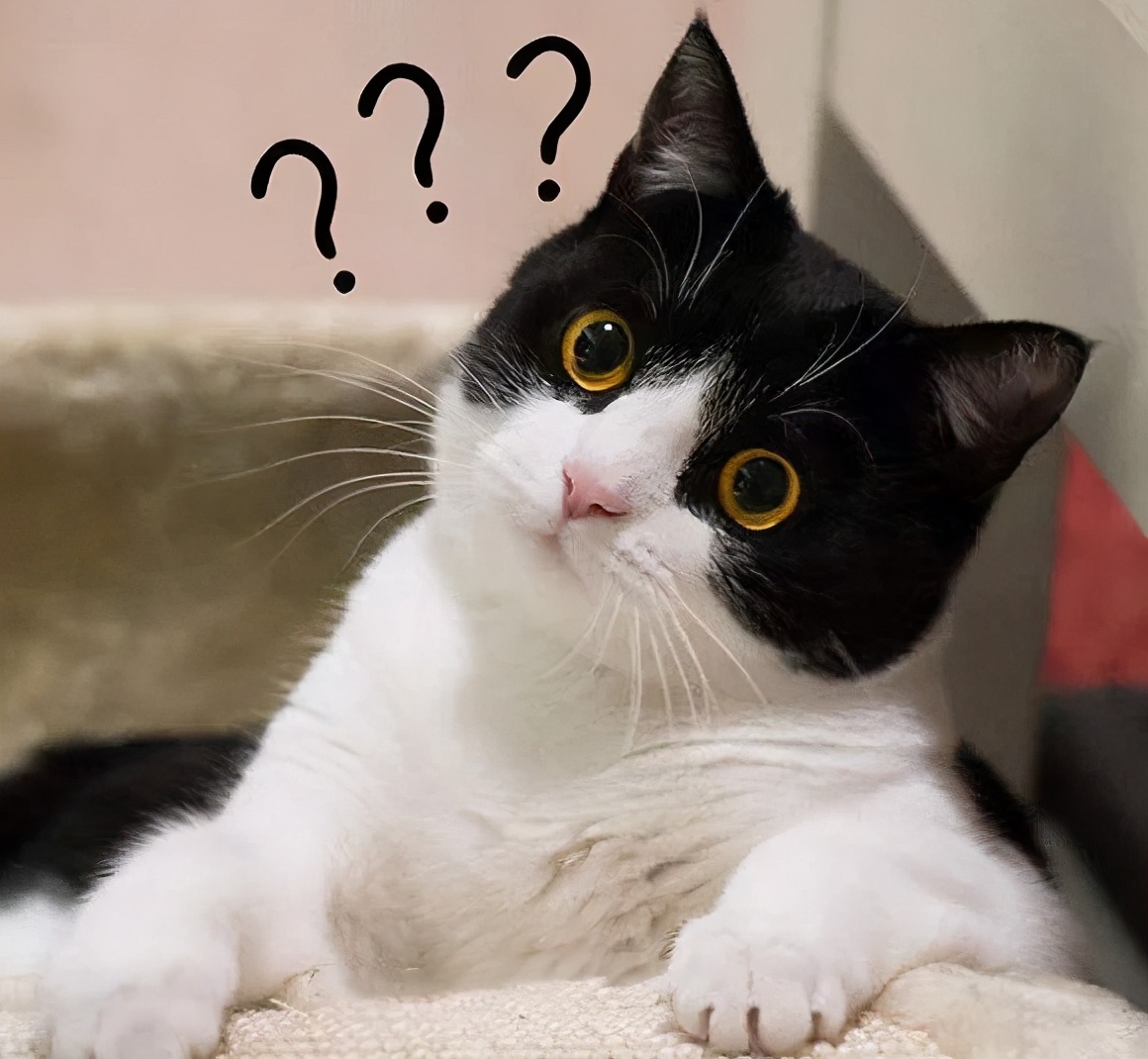 6park Com 猫界白富美 年入3500万 一双碧蓝眼睛迷倒43万人