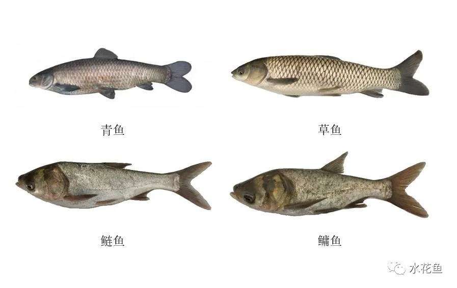 多品种混养——立体养鱼：鱼类混养共生共存的“分居乐业”关系
