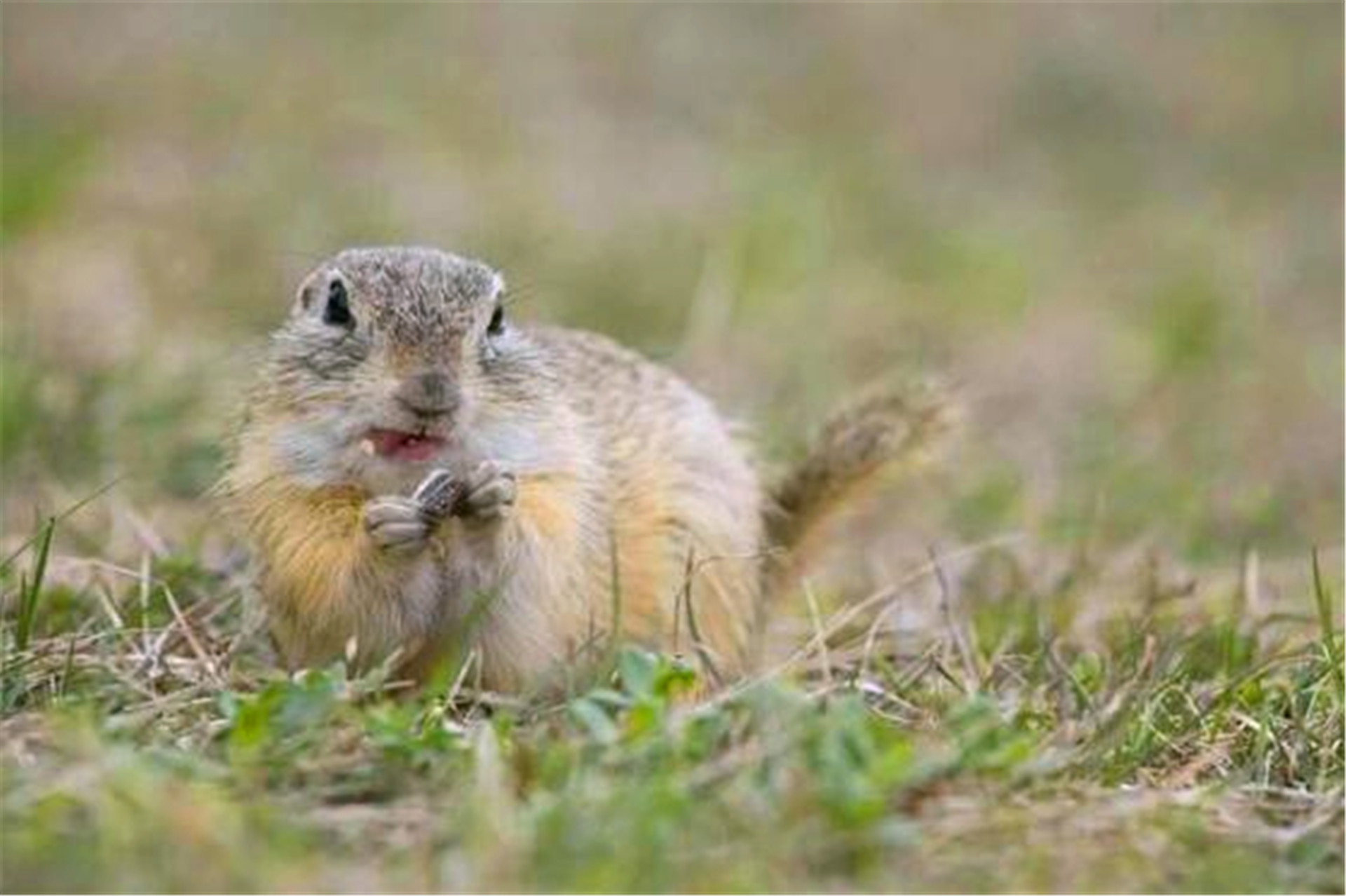 新疆30万只老鼠，突然集体跳崖自杀，专家得出的