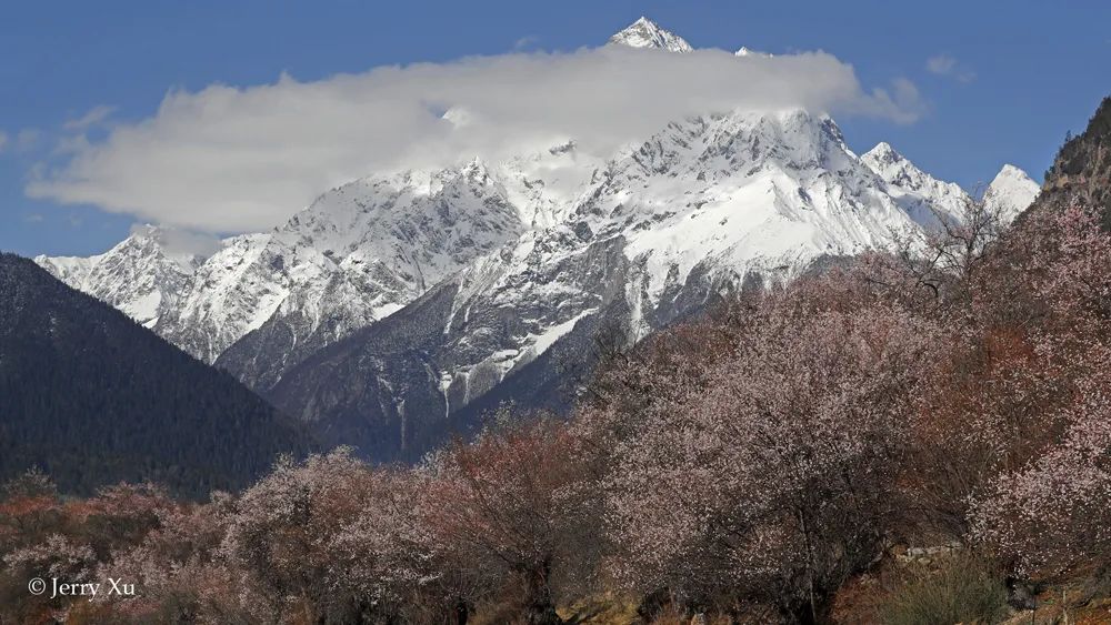 Jerry带团的野去林芝桃花节第四团凯旋，大片连连