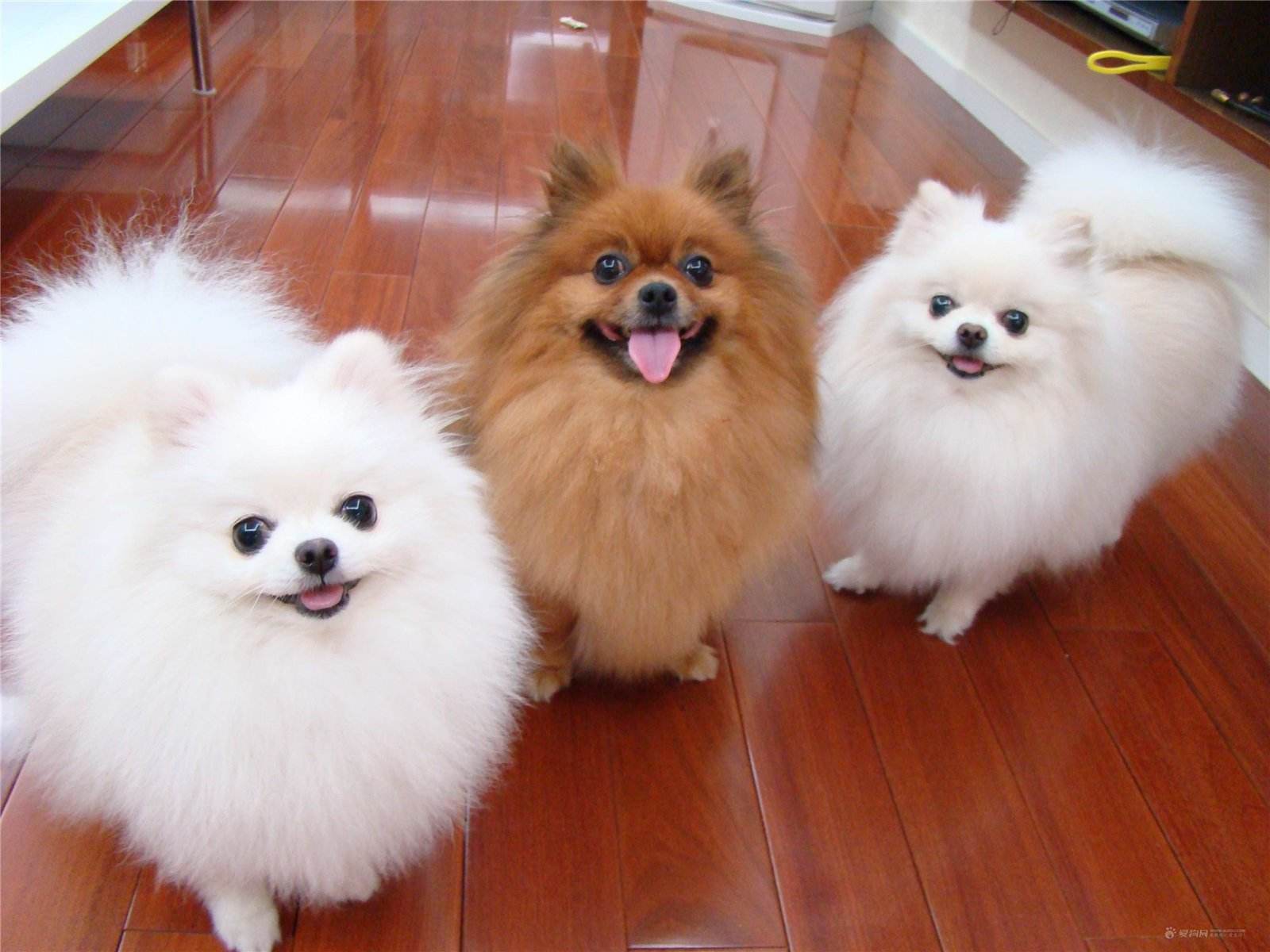 博美犬去淚痕的6個妙招，趕跑淚痕，簡單又實用