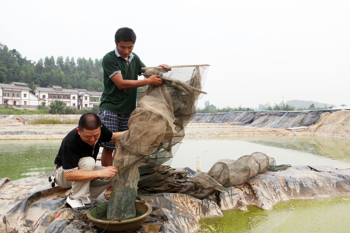 泥鰍創(chuàng)5年新高，小龍蝦重回30元，鱖魚欲破70元，魚市發(fā)生了啥