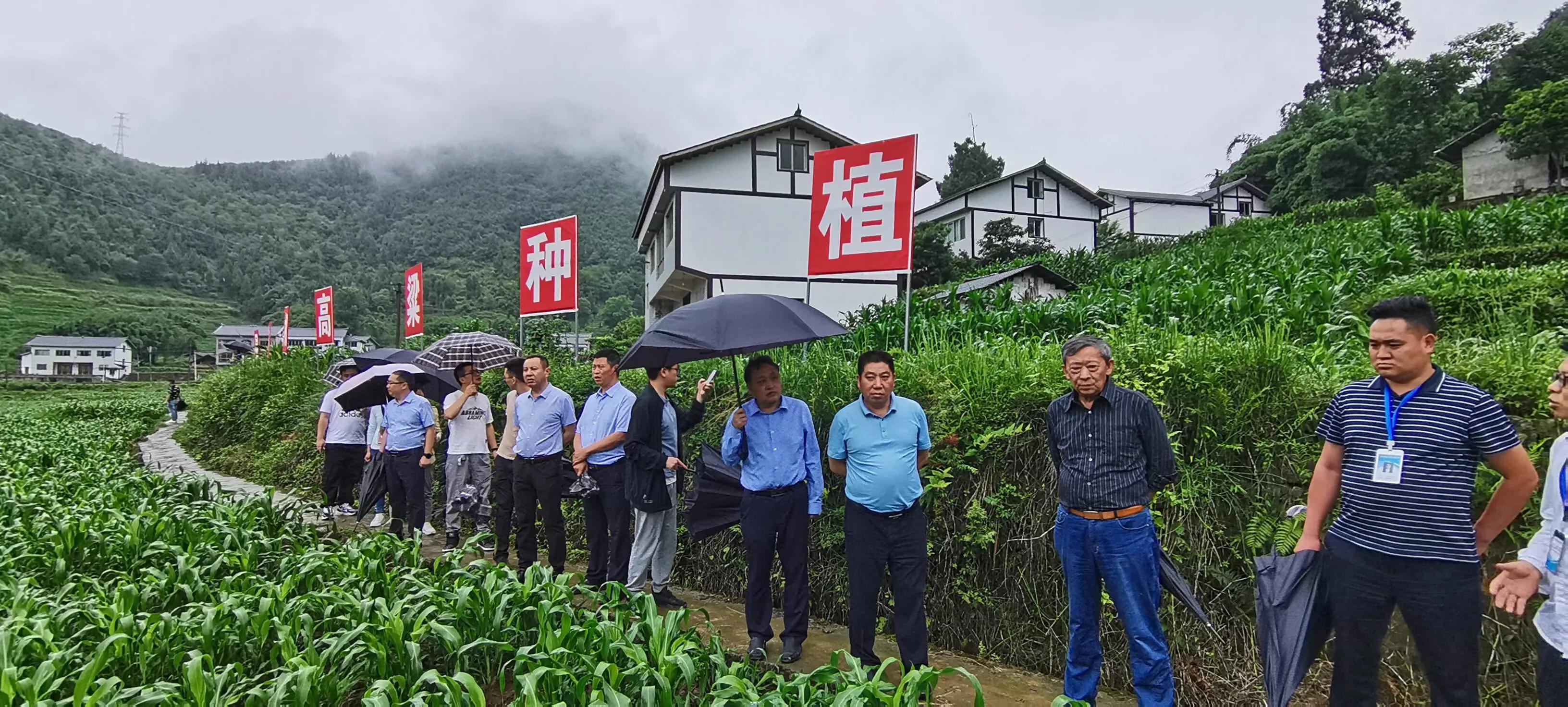 酱酒品质源自高粱种植源头 保证仁怀产区高质量发展