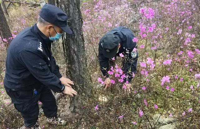 大兴安岭现野生花尾榛鸡，“天上龙肉，地下驴肉”，龙肉就是它了