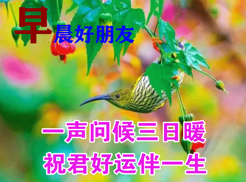 最新周三早上好表情图片  周三早上好问候语图片图片